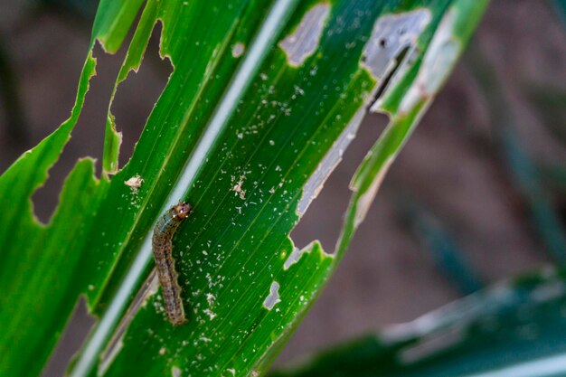 Close-up van een insect op een blad