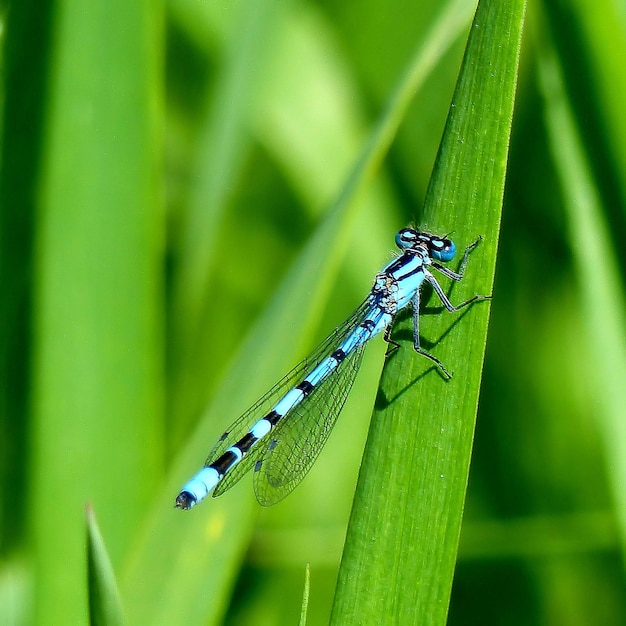 Close-up van een insect op een blad