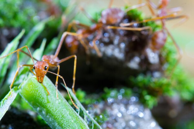 Close-up van een insect op een blad