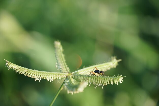 Foto close-up van een insect op een blad