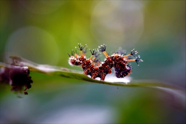 Foto close-up van een insect op een blad