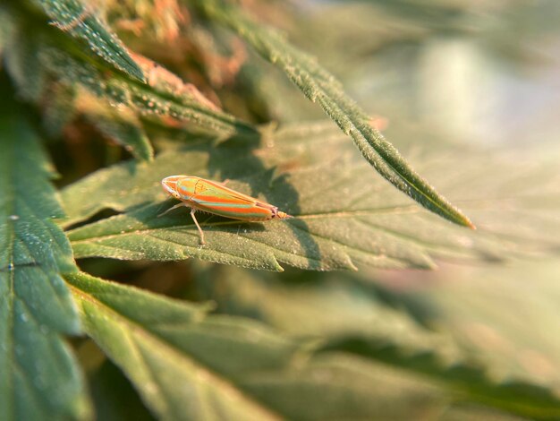 Foto close-up van een insect op een blad