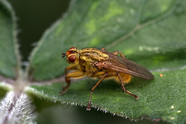 Close-up van een insect op een blad
