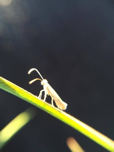 Foto close-up van een insect op een blad