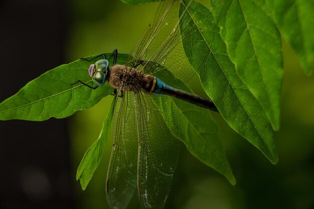 Foto close-up van een insect op een blad