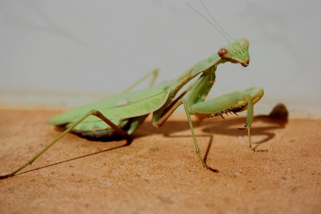 Close-up van een insect op een blad