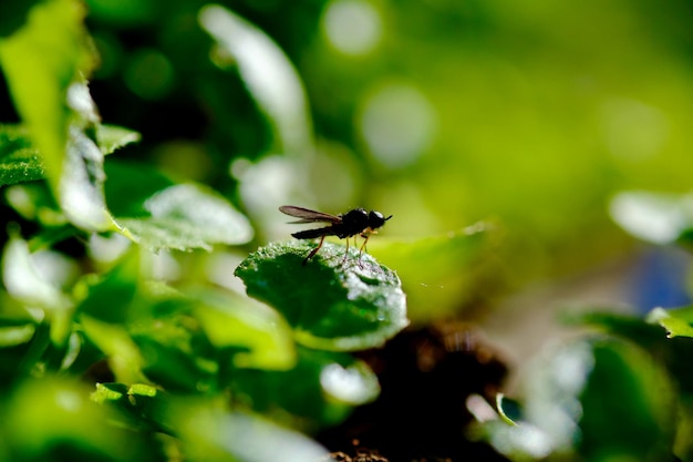 Close-up van een insect op een blad