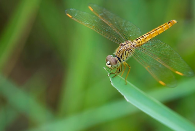 Close-up van een insect op een blad