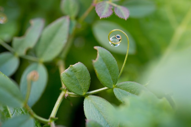 Foto close-up van een insect op een blad