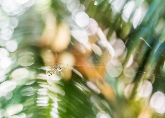 Close-up van een insect op een blad