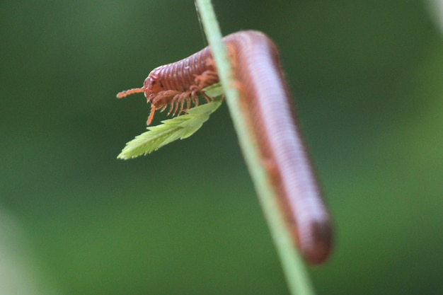 Foto close-up van een insect op een blad