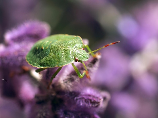 Close-up van een insect op een blad