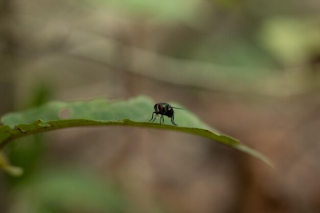 Foto close-up van een insect op een blad