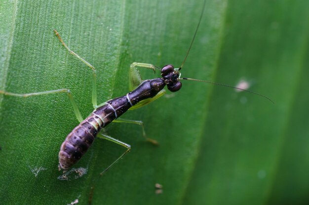 Foto close-up van een insect op een blad