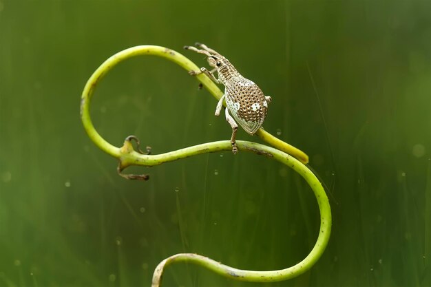 Foto close-up van een insect op een blad