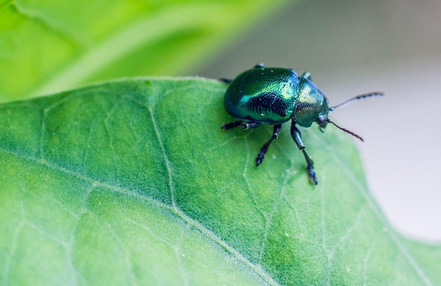 Close-up van een insect op een blad