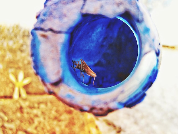 Close-up van een insect op een blauw oppervlak