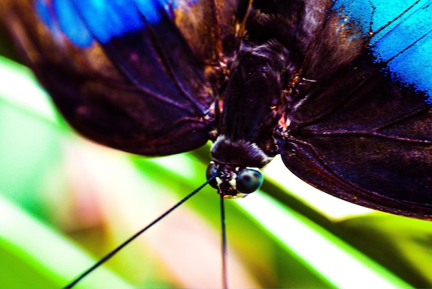 Foto close-up van een insect op een bloem