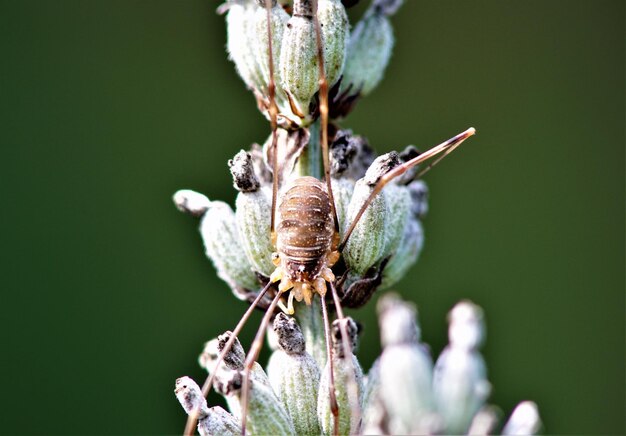 Foto close-up van een insect op een bloem