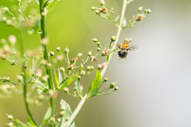 Close-up van een insect op een bloem