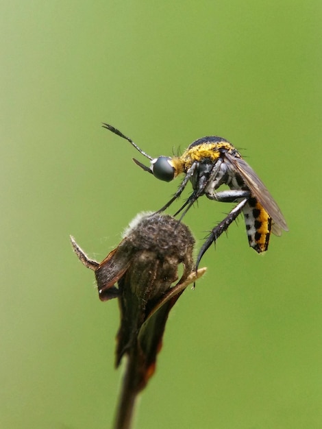 Foto close-up van een insect op een bloem