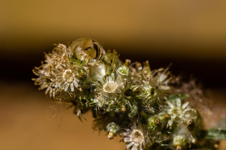 Foto close-up van een insect op een bloem