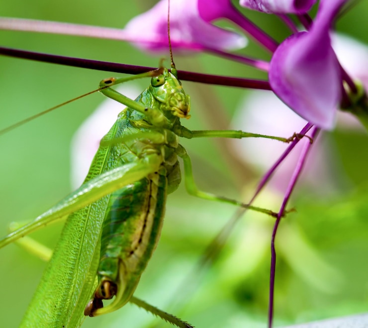 Foto close-up van een insect op een bloem