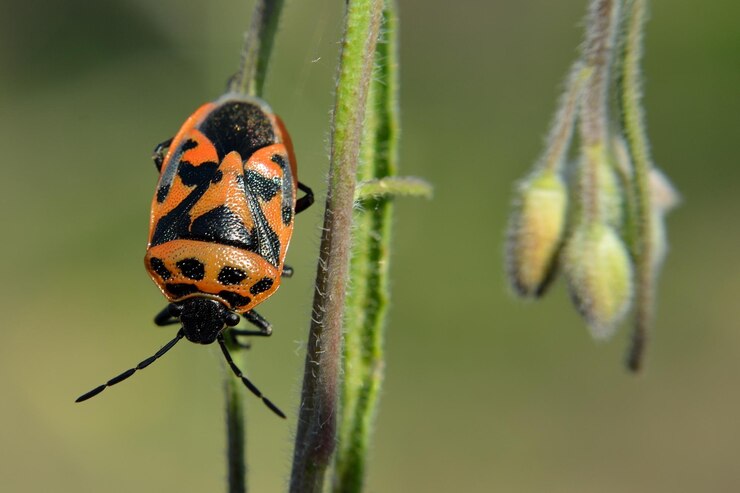 Foto close-up van een insect op een bloem