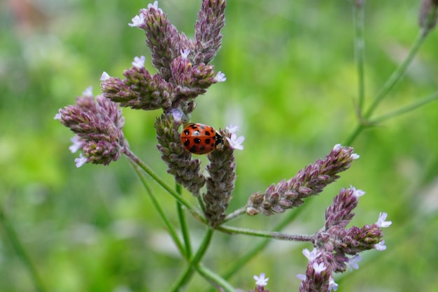 Close-up van een insect op een bloem