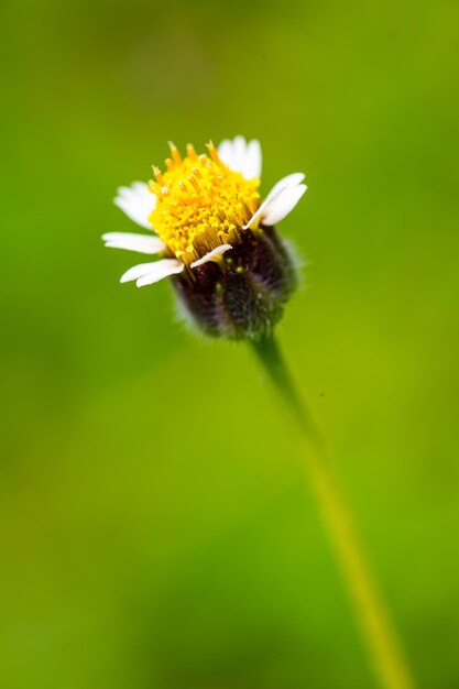 Foto close-up van een insect op een bloem