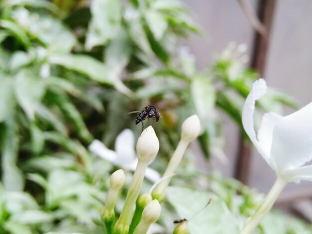 Foto close-up van een insect op een bloem