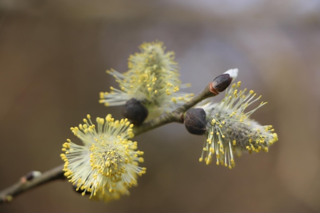 Foto close-up van een insect op een bloem