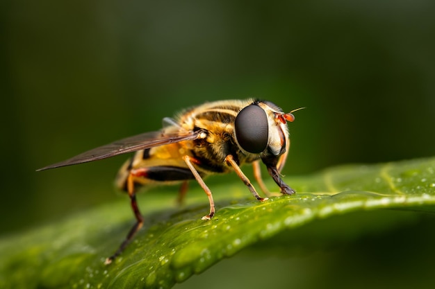 Close-up van een insect op een bloem