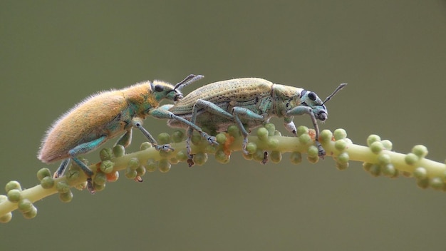 Foto close-up van een insect op een bloem