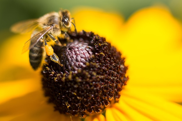 Close-up van een insect op een bloem