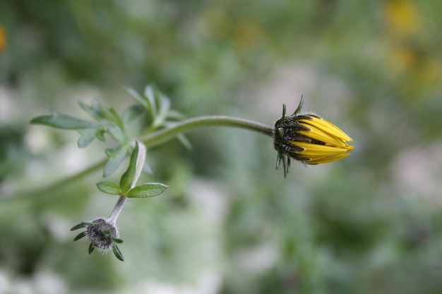 Close-up van een insect op een bloem