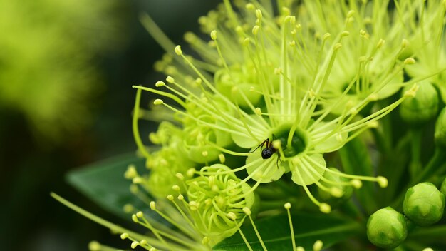 Foto close-up van een insect op een bloem