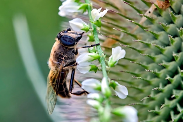 Foto close-up van een insect op een bloem