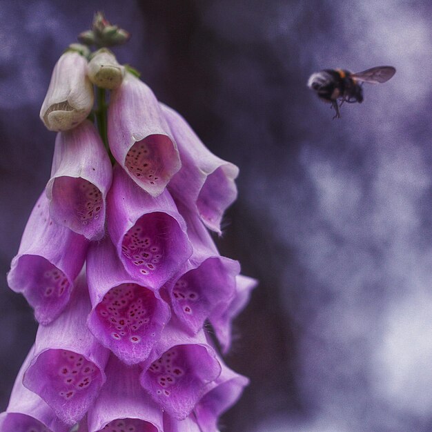 Foto close-up van een insect op een bloem