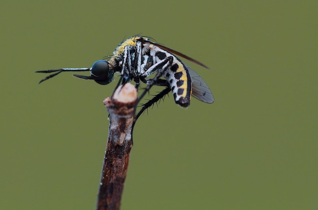 Foto close-up van een insect op een bloem