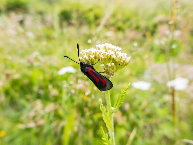 Foto close-up van een insect op een bloem