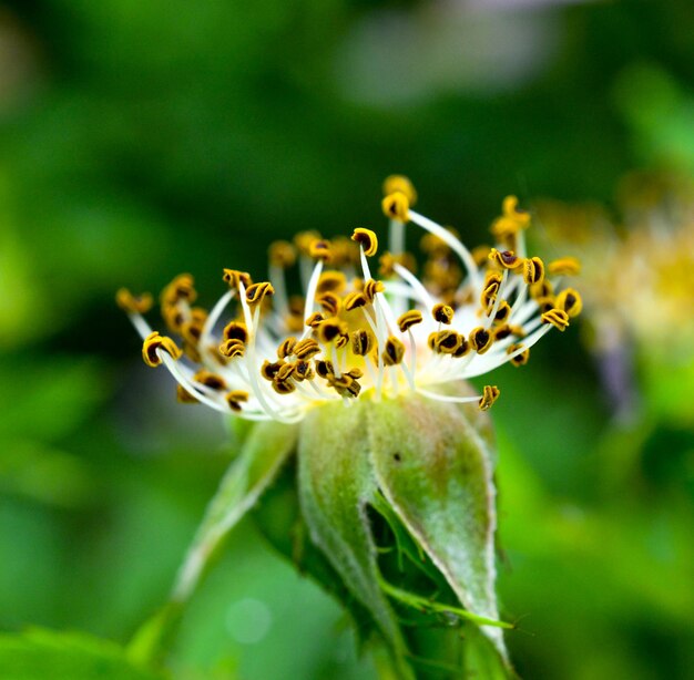 Foto close-up van een insect op een bloem