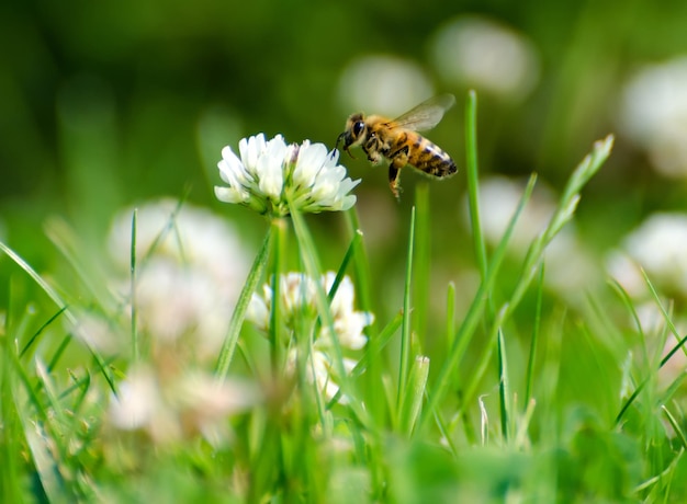 Close-up van een insect op een bloem
