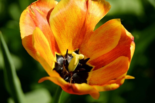 Foto close-up van een insect op een bloem