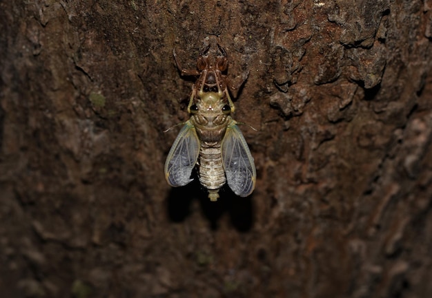 Foto close-up van een insect op een boomstam