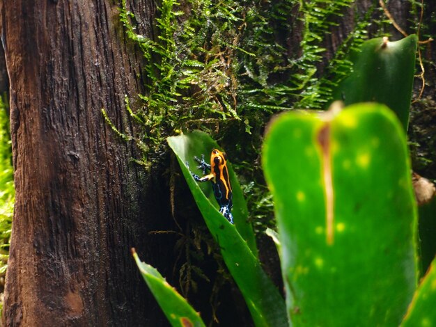 Foto close-up van een insect op een boomstam