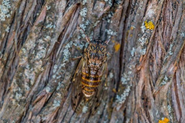 Foto close-up van een insect op een boomstam