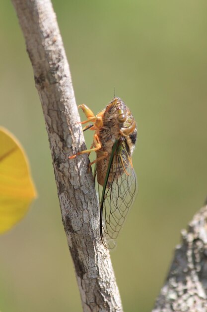 Close-up van een insect op een boomstam