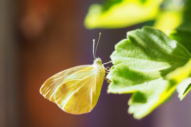 Foto close-up van een insect op een geel blad