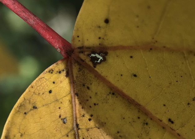 Foto close-up van een insect op een geel blad